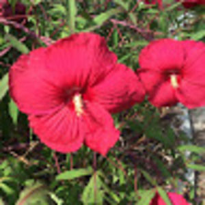 Meet your Posher, Tallulah